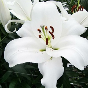 Лилия восточная «Кристал Бланка», 16/18 р-р, 1 шт., 120 h(см), Осень 2025