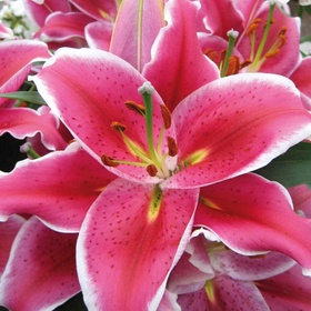 Лилия восточная «Ла Манча», 14/16 р-р, 2 шт., 130 h(см), Осень 2025