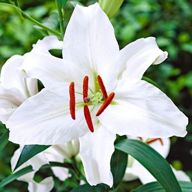 Лилия восточная «Мазерс Чойс», 14/16. р-р, 2 шт., 100 h(см), Осень 2025