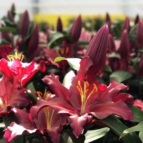 Лилия восточная «Петролия», 14/16. р-р, 2 шт., 85 h(см), Осень 2025