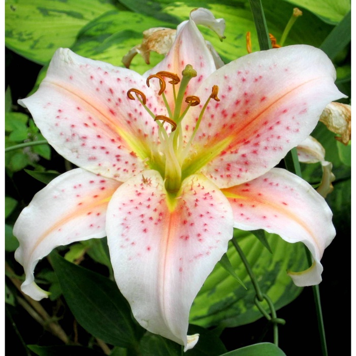 Лилия восточная «Салмон Стар», 14/16. р-р, 2 шт., 90 h(см), Осень 2025