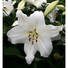 Лилия восточная Северн, 16/18 р-р, 1 шт, 100-120 h(см), Осень 2025