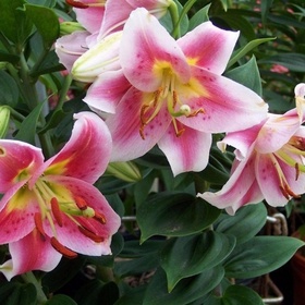 Лилия восточная горшечная Анжелика, 12/14 р-р, 2 шт, 25 h(см), Осень 2025