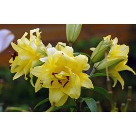 Лилия восточная махровая Экзотик Сан, 14/16. р-р, 1 шт, 80 h(см), Осень 2025