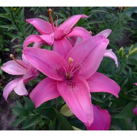 Лилия ЛА-гибрид Астилло, 16/18 р-р, 1 шт, 95 h(см), Осень 2025