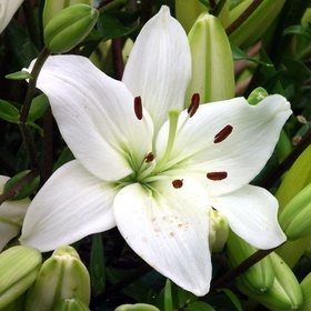 Лилия ЛА-гибрид Вадалио, 16/18 р-р, 1 шт, 95 h(см), Осень 2025