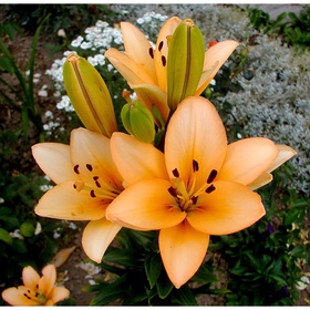 Лилия ЛА-гибрид Менорка, 14/16. р-р, 2 шт, 110 h(см), Осень 2025