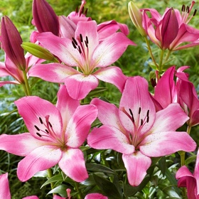 Лилия ЛА-гибрид Палена, 16/18 р-р, 1 шт, 90 h(см), Осень 2025