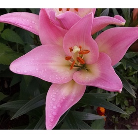 Лилия ЛА-гибрид «Пати Даймонд», 14/16. р-р, 2 шт., 100 h(см), Осень 2025