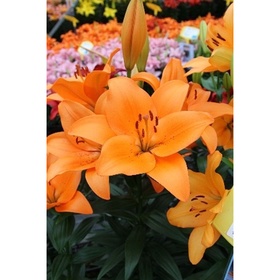 Лилия ЛА-гибрид «Сандерленд», 16/18 р-р, 1 шт., 90 h(см), Осень 2025