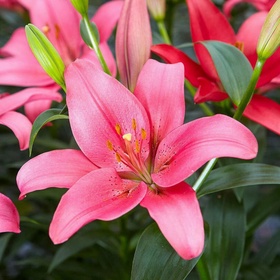 Лилия ЛА-гибрид «Тиррено», 16/18 р-р, 1 шт., 100-120 h(см), Осень 2025