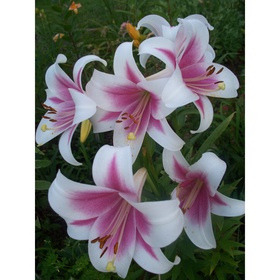 Лилия ЛО-гибрид «Триумфатор», 14/16. р-р, 2 шт., 120 h(см), Осень 2025