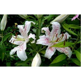 Лилия ЛОО-гибрид «Игл», 12/14. р-р, 2 шт., 110 h(см), Осень 2025