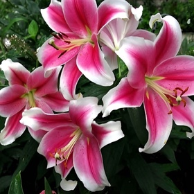 Лилия ЛОО-гибрид «Пинк Бриллиант», 12/14. р-р, 2 шт., 120 h(см), Осень 2025