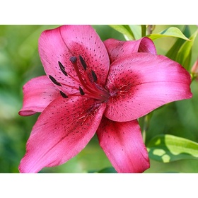 Лилия ОА-гибрид «Новембер Рейн», 14/16. р-р, 2 шт., 120 h(см), Осень 2025