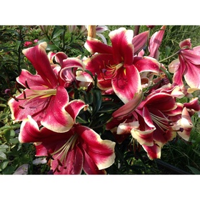 Лилия ОТ-гибрид «Африкан Леди», 14/16. р-р, 2 шт., 110-120 h(см), Осень 2025