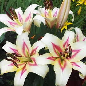 Лилия ОТ-гибрид «Бонбини», 14/16. р-р, 2 шт., 90 h(см), Осень 2025