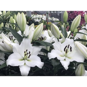 Лилия ОТ-гибрид «Гензано», 16/18 р-р, 1 шт., 100 h(см), Осень 2025