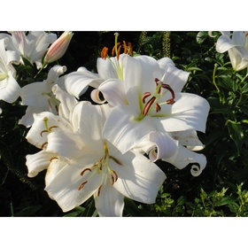 Лилия ОТ-гибрид «Замбези», 14/16. р-р, 2 шт., 110-120 h(см), Осень 2025