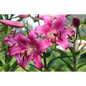 Лилия ОТ-гибрид «Корсини», 16/18 р-р, 1 шт., 100 h(см), Осень 2025