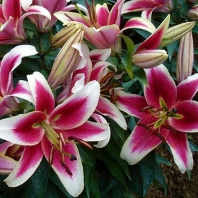 Лилия ОТ-гибрид «Кэнди Клаб», 16/18 р-р, 1 шт., 120 h(см), Осень 2025