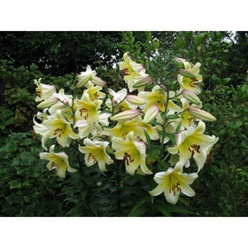 Лилия ОТ-гибрид «Лесото», 14/16 р-р, 2 шт., 140 h(см), Осень 2025