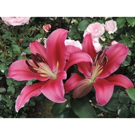 Лилия ОТ-гибрид «Палаццо», 14/16. р-р, 2 шт., 120-130 h(см), Осень 2025