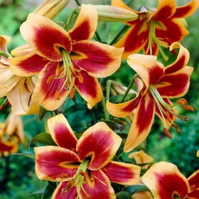 Лилия ОТ-гибрид «Ред Морнинг», 14/16. р-р, 2 шт., 120 h(см), Осень 2025