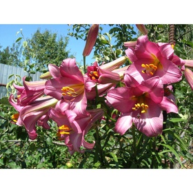 Лилия трубчатая «Пинк Перфекшн», 14/16. р-р, 2 шт., 120 h(см), Осень 2025