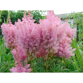 Астильба «Арендса Америка», I р-р, 1 шт., 70 h(см), Осень 2025 10661553