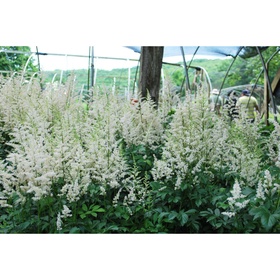 Астильба «Арендса Браутшлейер», I р-р, 1 шт., 80 h(см), Осень 2025 10661554