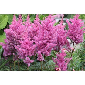 Астильба «Арендса Глория», I р-р, 1 шт., 80 h(см), Осень 2025 10661555