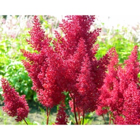 Астильба «Арендса Лаки Дей», I р-р, 1 шт., 50 h(см), Осень 2025 10661557