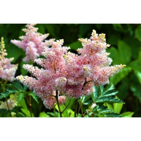 Астильба «Арендса Систер Тереза», I р-р, 1 шт., 70 h(см), Осень 2025 10661559