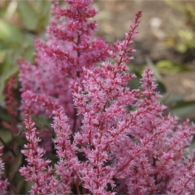 Астильба «Арендса Смайл эт Ми», I р-р, 1 шт., 50 h(см), Осень 2025 10661561