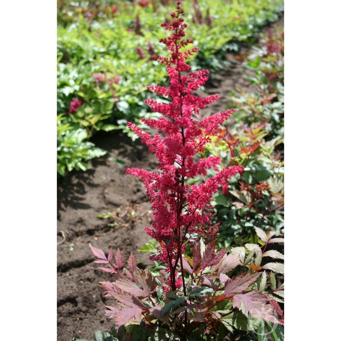 Астильба Арендса Спартан I р-р, 1 шт. Весна 2026