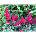 Астильба «Арендса Спинелл», I р-р, 1 шт., 80 h(см), Осень 2025 10661563