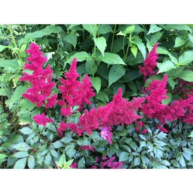 Астильба «Арендса Спинелл», I р-р, 1 шт., 80 h(см), Осень 2025 10661563