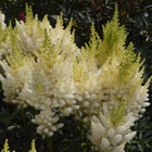 Астильба «Арендса Уайтберри», I р-р, 1 шт., 30 h(см), Осень 2025 10661564