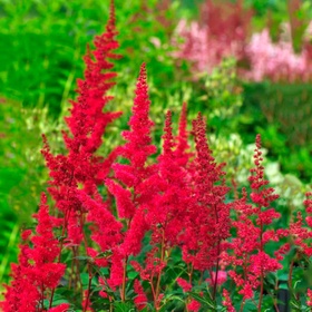 Астильба «Арендса Фёэр», I р-р, 1 шт., 60 h(см), Осень 2025 10661566