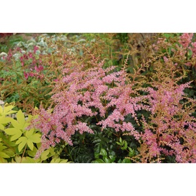 Астильба «Арендса Фламинго», I р-р, 1 шт., 60 h(см), Осень 2025 10661567