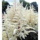 Астильба Арендса Хэппи Спирит I р-р, 1 шт. Весна 2026  (артикул 10661568)  большой выбор товаров оптом и в розницу по низким ценам с доставкой