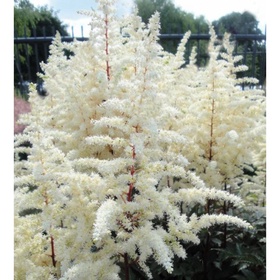 Астильба Арендса «Хэппи Спирит», I р-р, 1 шт., 60-75 h(см), Осень 2025 10661568