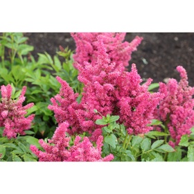 Астильба гибридная «Майти Ред Куин», I р-р, 1 шт., 100 h(см), Осень 2025 10661569