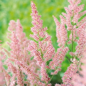 Астильба гибридная 