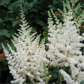 Астильба китайская «Вижнс ин Вайт», I р-р, 1 шт., 45 h(см), Осень 2025 10661574