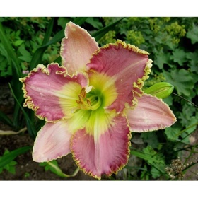 Лилейник гибридный «Бестселлер», I р-р, 1 шт., 60 h(см), Осень 2025