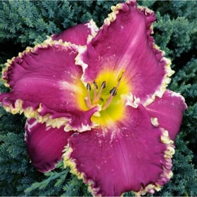 Лилейник гибридный «Беттилен», I р-р, 1 шт., 55 h(см), Осень 2025