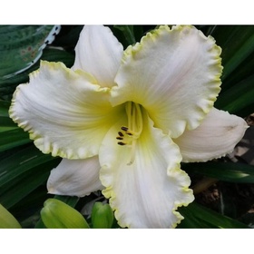 Лилейник гибридный «Близард Бей», I р-р, 1 шт., 60 h(см), Осень 2025