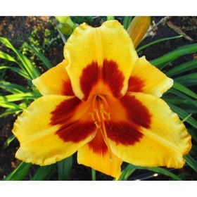 Лилейник гибридный «Блэк Айд Сьюзан», I р-р, 1 шт., 60 h(см), Осень 2025